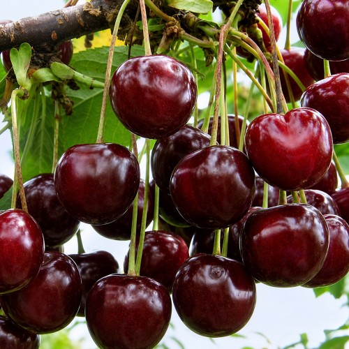 Prunus cerasus 'Pamjatj Jenikejeva' - Hapu kirsipuu 'Pamjatj Jenikejeva' C6/6L Prunus cerasus 'Pamjatj Jenikejeva' - Hapu kirsipuu 'Pamjatj Jenikejeva' C6/6L